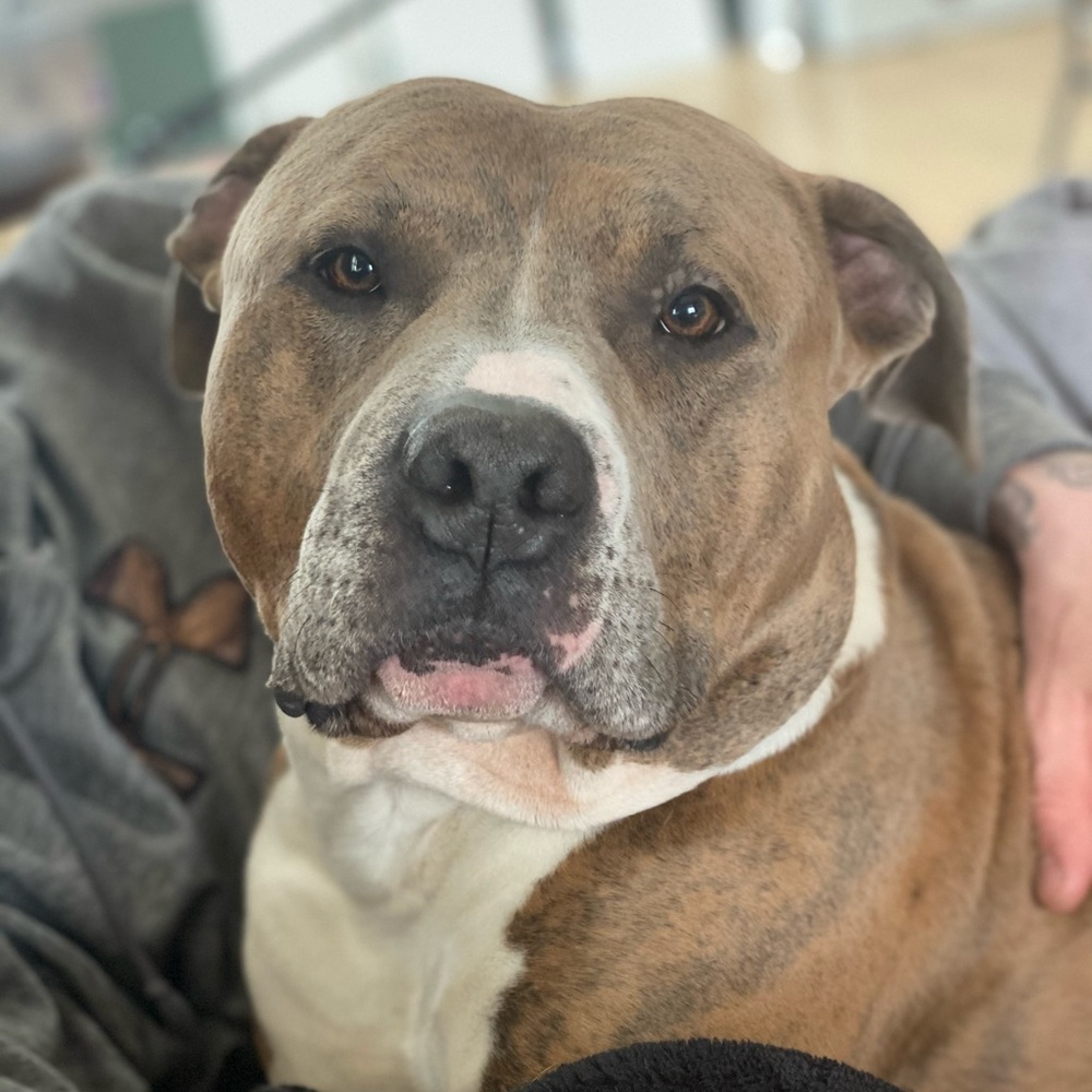 Meet your Posher, Allison